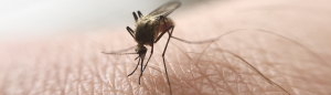 Casos de Dengue aumentam quase 44% no Brasil.